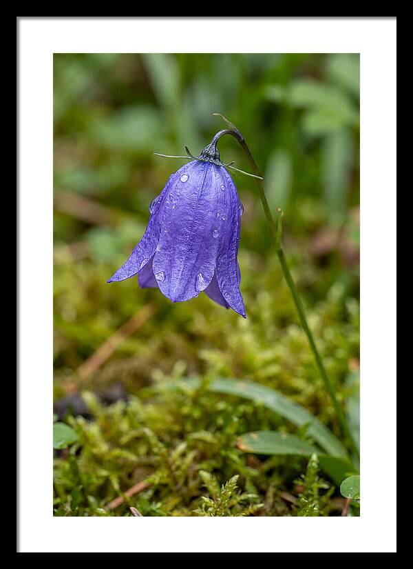 Bluebell In The Woods