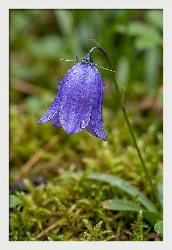 Bluebell In The Woods