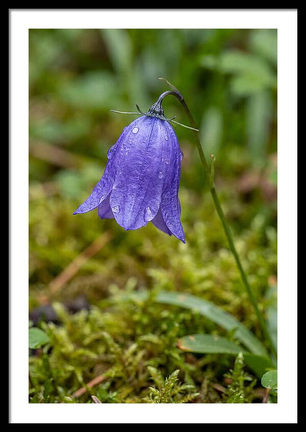 Bluebell Art