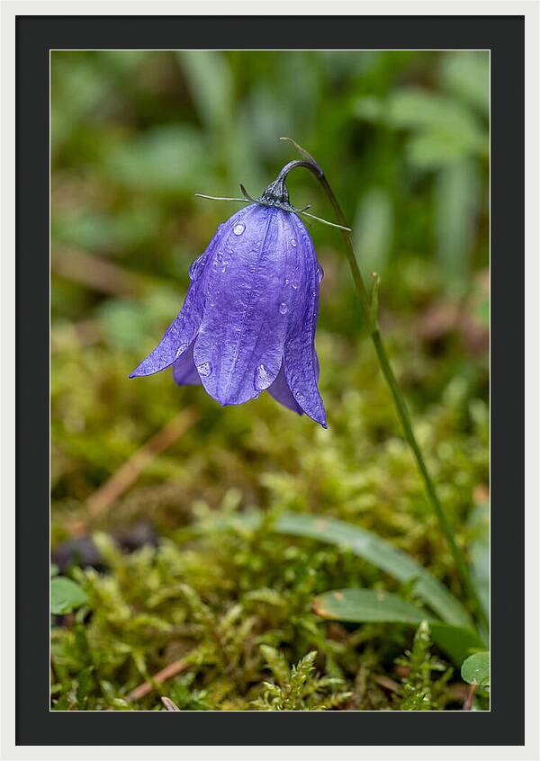Bluebell In The Woods