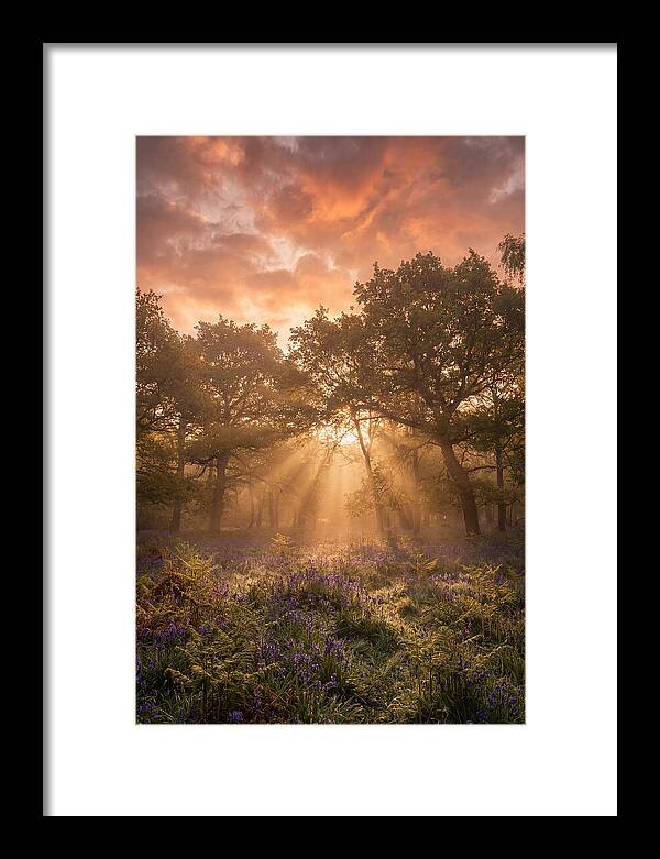 Bluebell Woodland In Soft Spring Morning