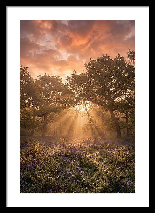 Bluebell Woodland In Soft Spring Morning