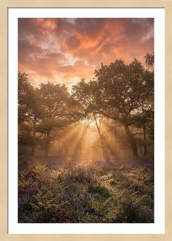 Bluebell Woodland In Soft Spring Morning