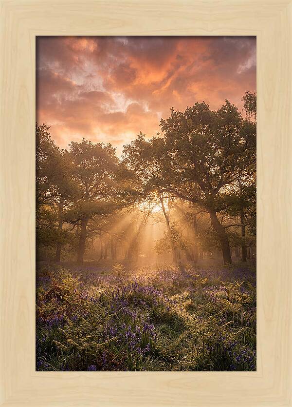 Bluebell Woodland In Soft Spring Morning