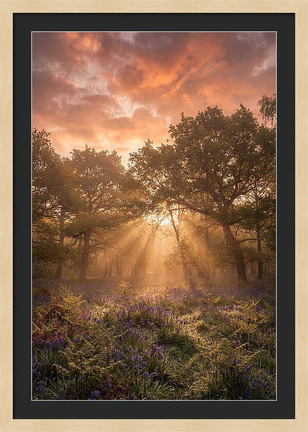 Bluebell Woodland In Soft Spring Morning
