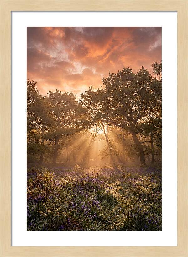 Bluebell Woodland In Soft Spring Morning