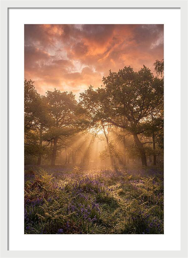 Bluebell Woodland In Soft Spring Morning