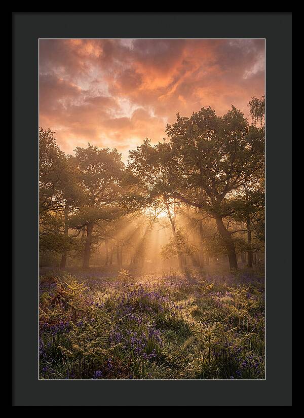 Bluebell Woodland In Soft Spring Morning
