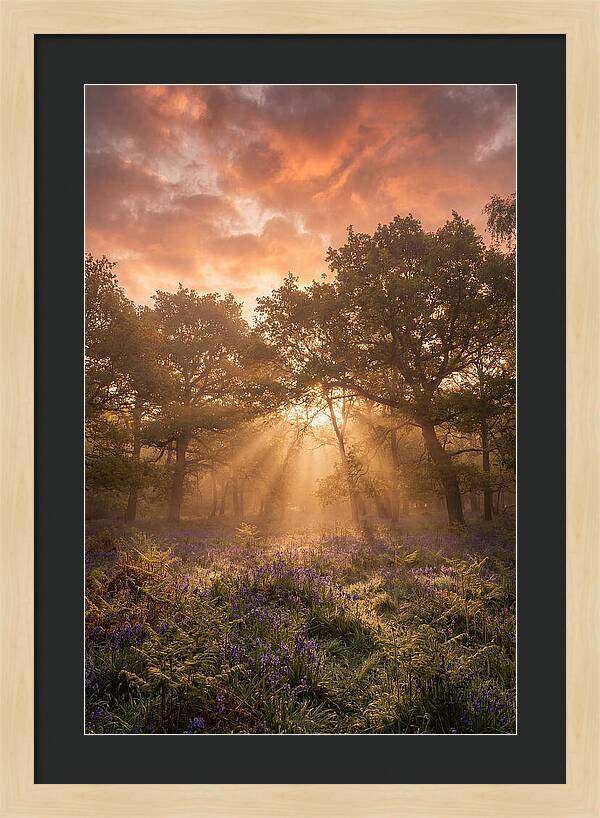 Bluebell Woodland In Soft Spring Morning