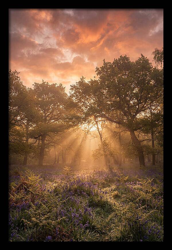 Bluebell Woodland In Soft Spring Morning