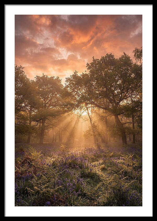 Bluebell Woodland In Soft Spring Morning