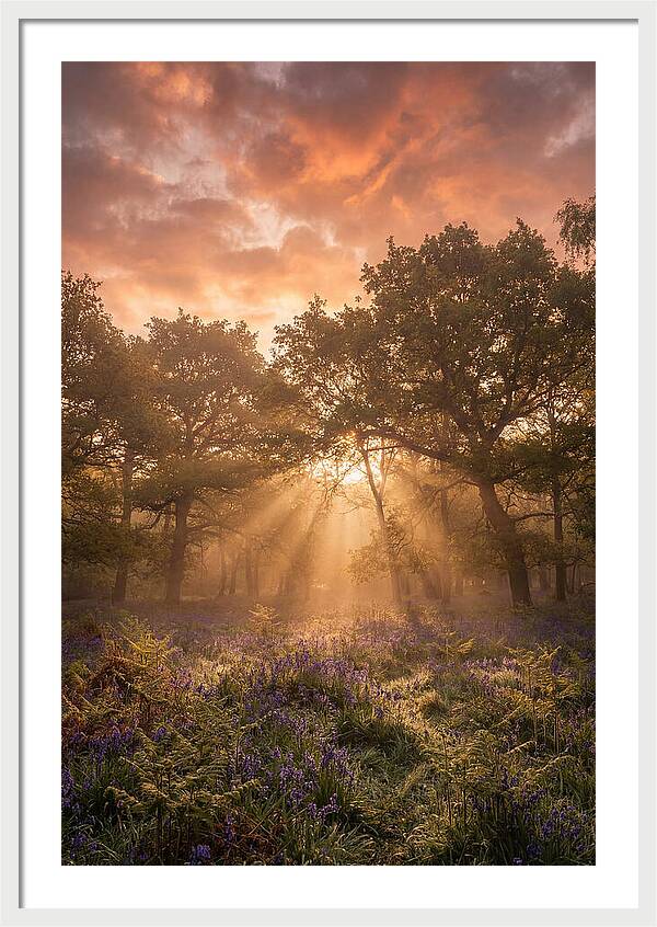 Bluebell Woodland In Soft Spring Morning