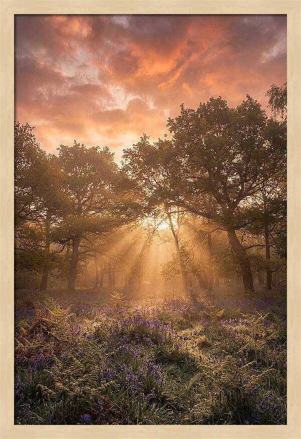 Bluebell Woodland In Soft Spring Morning