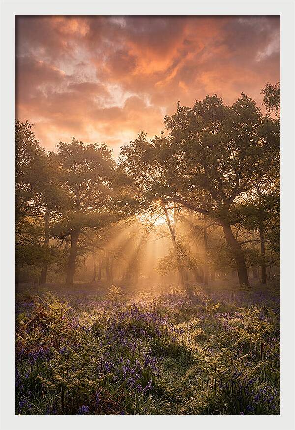 Bluebell Woodland In Soft Spring Morning