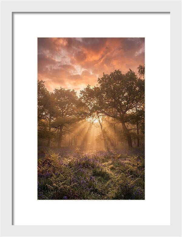 Bluebell Woodland In Soft Spring Morning