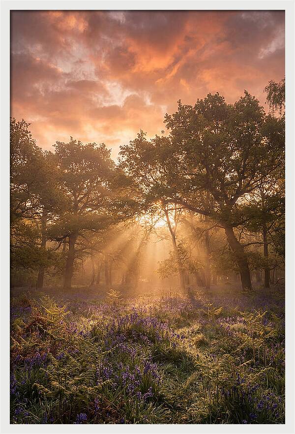 Bluebell Woodland In Soft Spring Morning