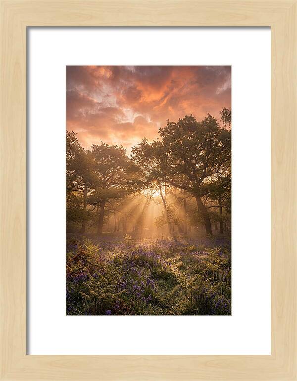 Bluebell Woodland In Soft Spring Morning