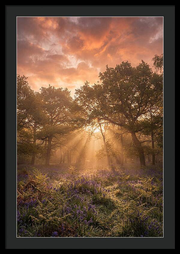 Bluebell Woodland In Soft Spring Morning