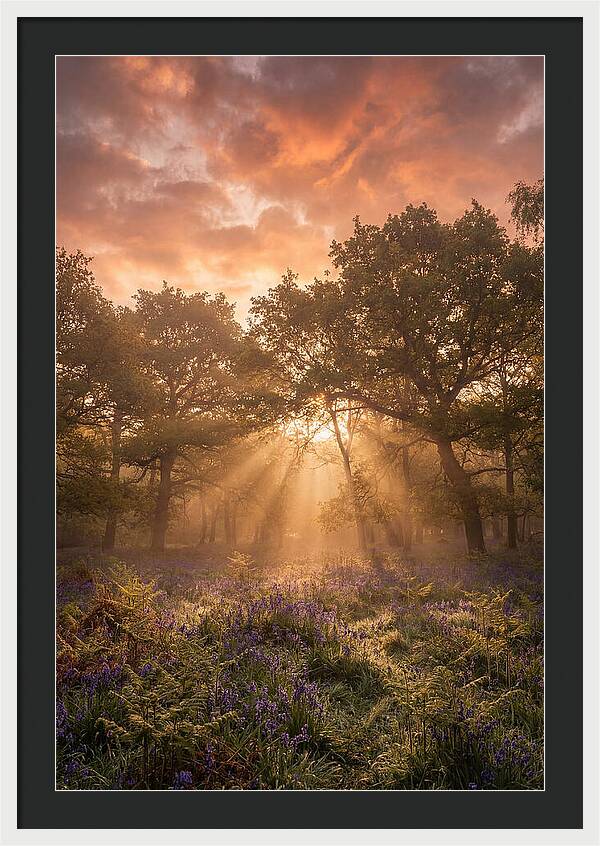 Bluebell Woodland In Soft Spring Morning