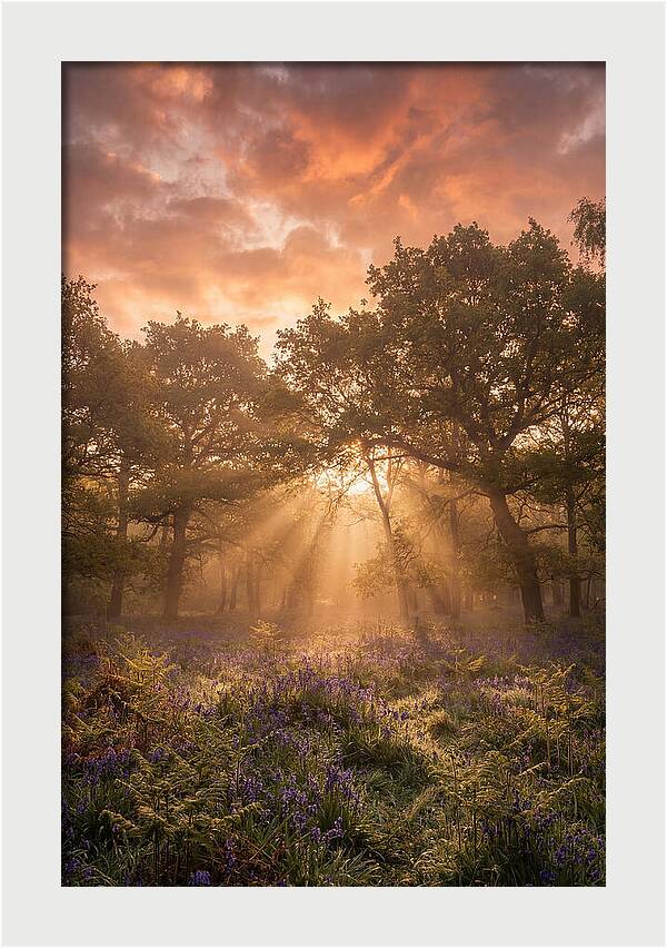 Bluebell Woodland In Soft Spring Morning