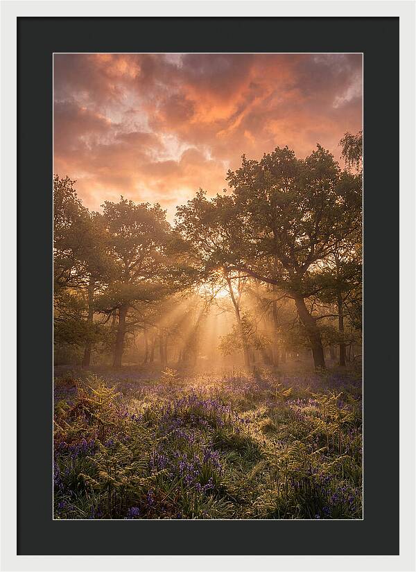 Bluebell Woodland In Soft Spring Morning