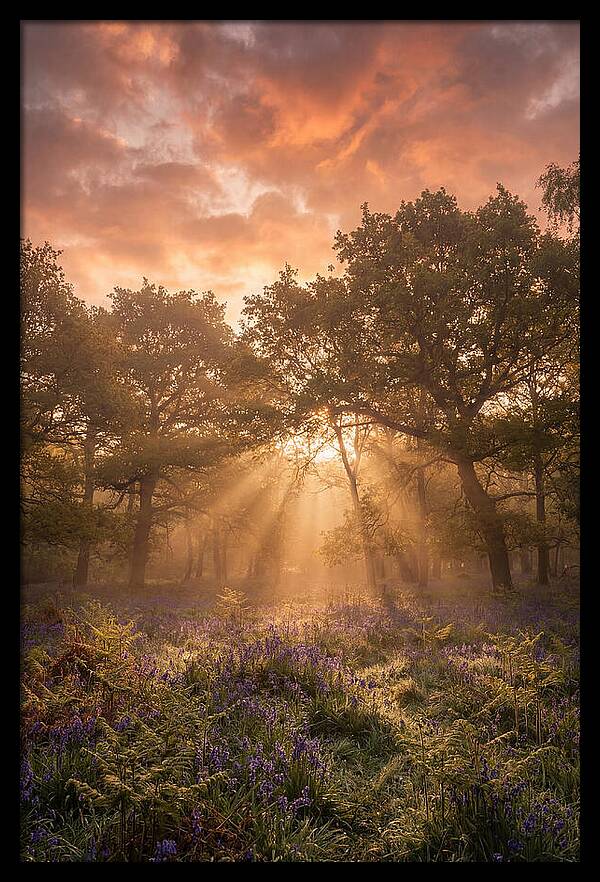 Bluebell Woodland In Soft Spring Morning