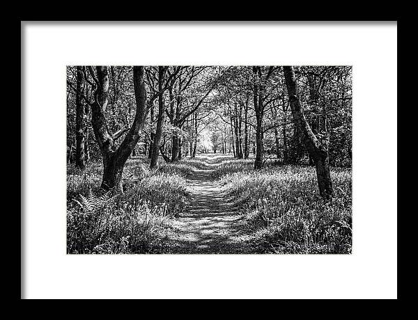 Bluebells Carpetting The Floor Of Spring