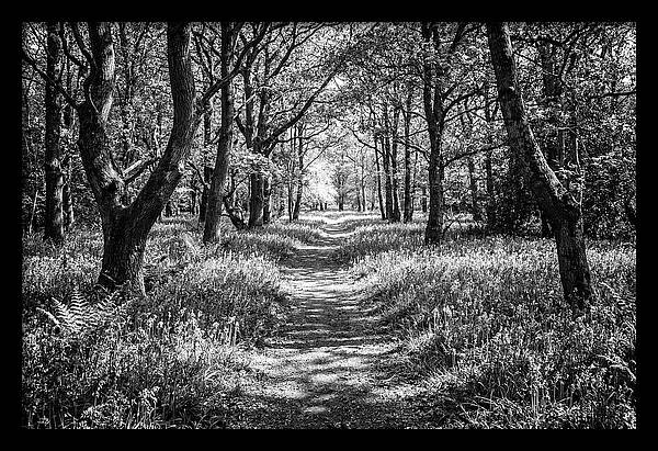 Bluebells Carpetting The Floor Of Spring