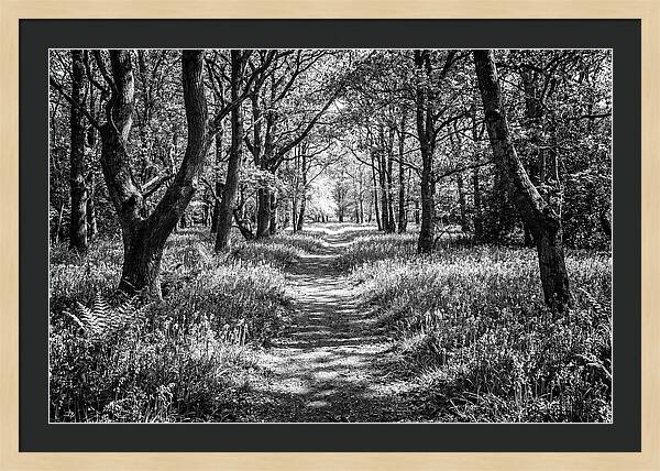 Bluebells Carpetting The Floor Of Spring