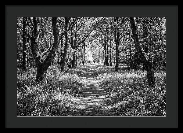 Bluebells Carpetting The Floor Of Spring