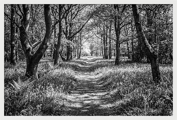 Bluebells Carpetting The Floor Of Spring