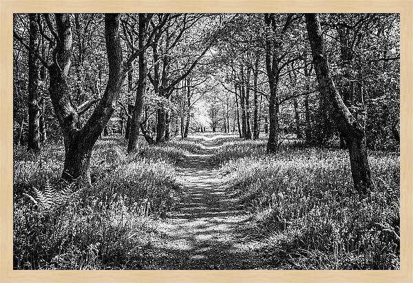 Bluebells Carpetting The Floor Of Spring
