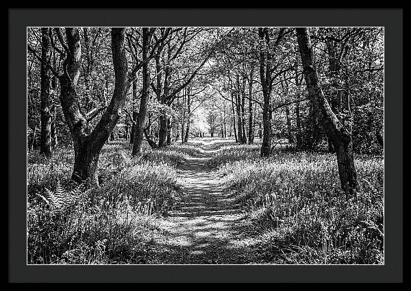Bluebells Carpetting The Floor Of Spring