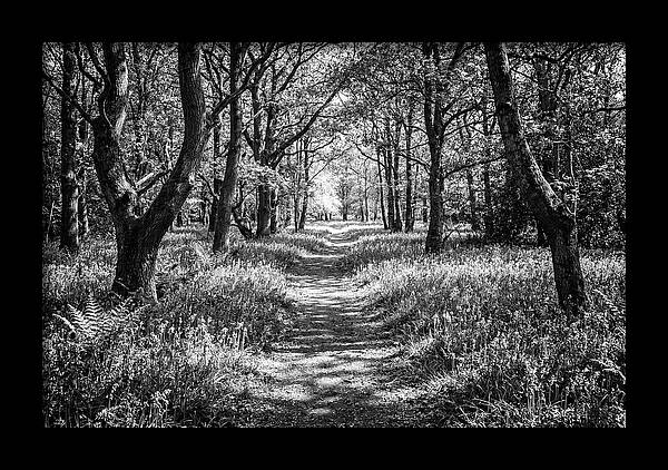 Bluebells Carpetting The Floor Of Spring