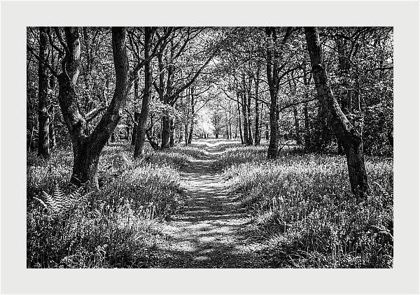 Bluebells Carpetting The Floor Of Spring