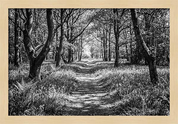Bluebells Carpetting The Floor Of Spring