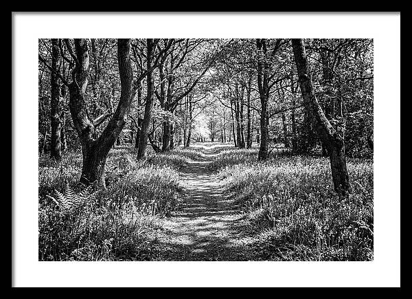 Bluebells Carpetting The Floor Of Spring