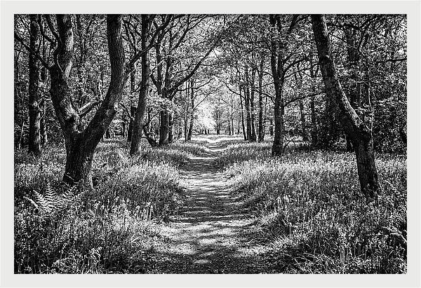 Bluebells Carpetting The Floor Of Spring