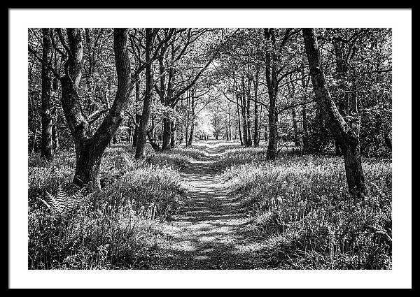Bluebells Carpetting The Floor Of Spring