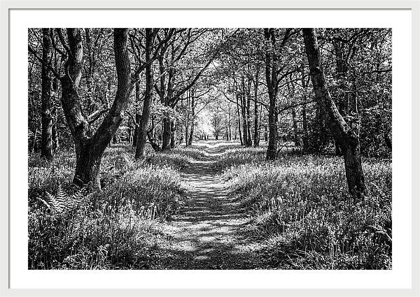 Bluebells Carpetting The Floor Of Spring