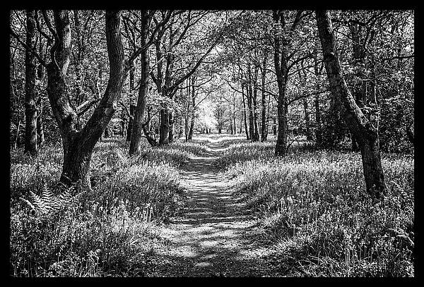 Bluebells Carpetting The Floor Of Spring