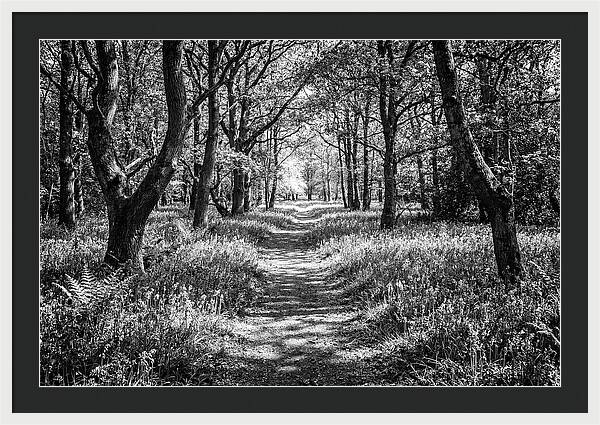 Bluebells Carpetting The Floor Of Spring