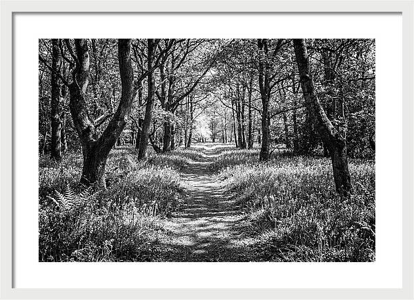 Bluebells Carpetting The Floor Of Spring