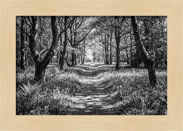 Bluebells Carpetting The Floor Of Spring