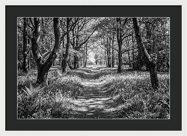 Bluebells Carpetting The Floor Of Spring