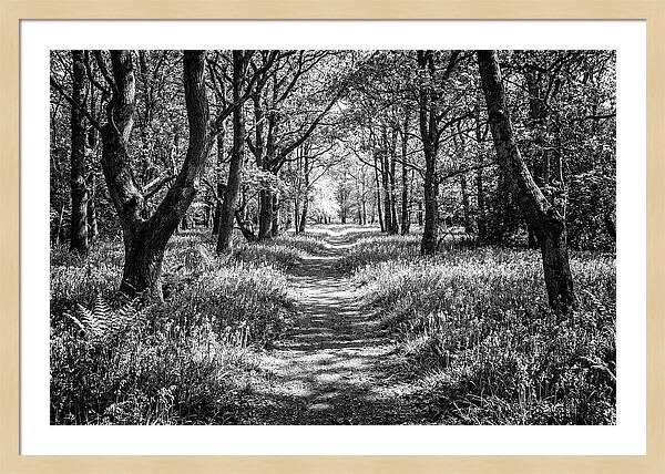 Bluebells Carpetting The Floor Of Spring