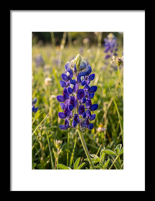 Bluebonnet Blooming In Texas
