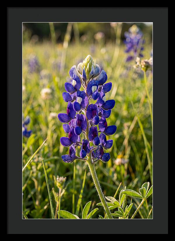 Bluebonnet Blooming In Texas