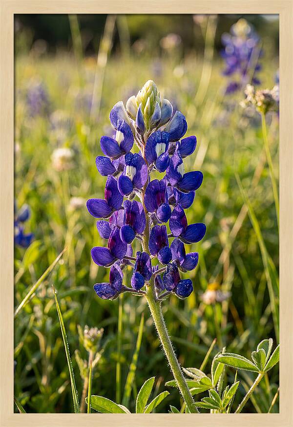 Bluebonnet Blooming In Texas