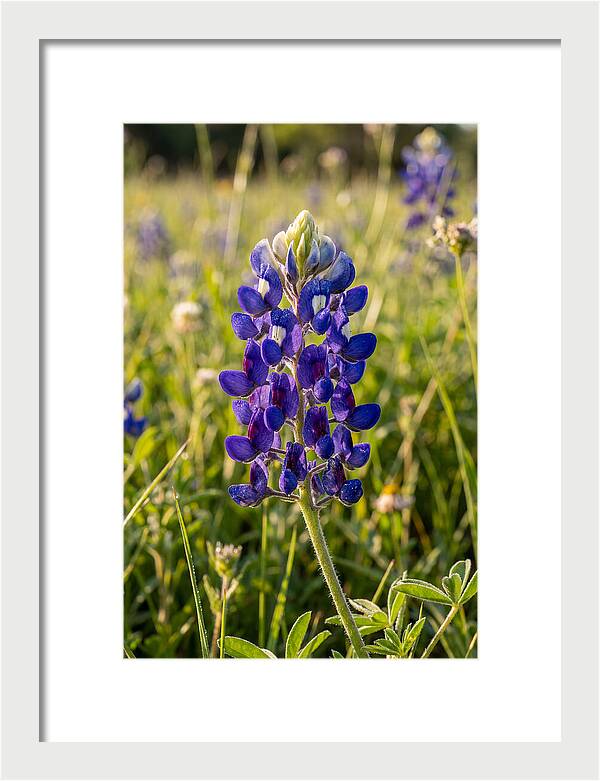 Bluebonnet Blooming In Texas